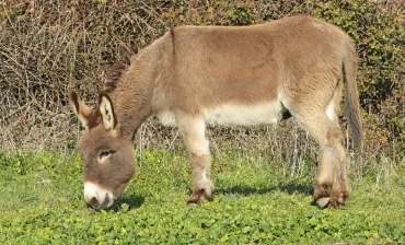 Âne qui broute dans un pré