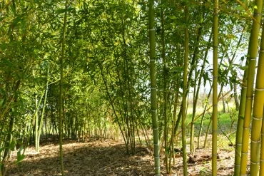 Bambouseraie