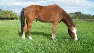 Cheval qui broute dans un pré