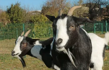 2 chèvres naines dans un enclos