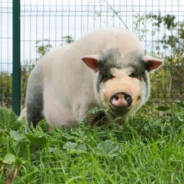 Cochon noir et rose dans de l'herbe haute