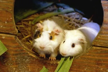 Cochons d'Inde à la sortie de leur abri en bois