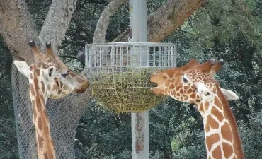 gros plan sur la tête de deux girafes qui mangent du foin dans un panier en hauteur 