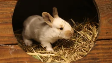 Lapereau à l'entrée d'un abri en bois