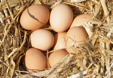 Plusieurs oeufs dans un nid de paille