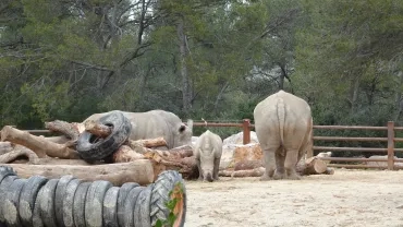 Un groupe de rhinocéros avec deux adultes et un petit