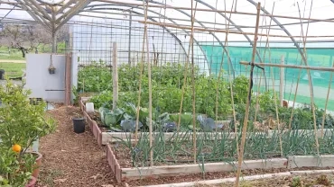 Plantations potagères dans une serre