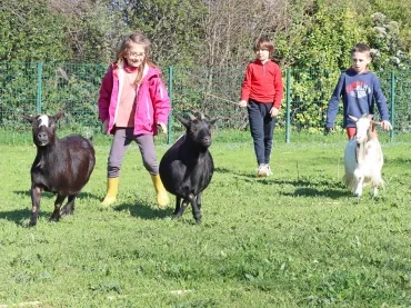 trois enfants font avancer trois chèvres