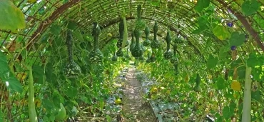 Des plants de courges poussent sur un treillis métalliques formant un tunnel à partir duquel pendent des courges