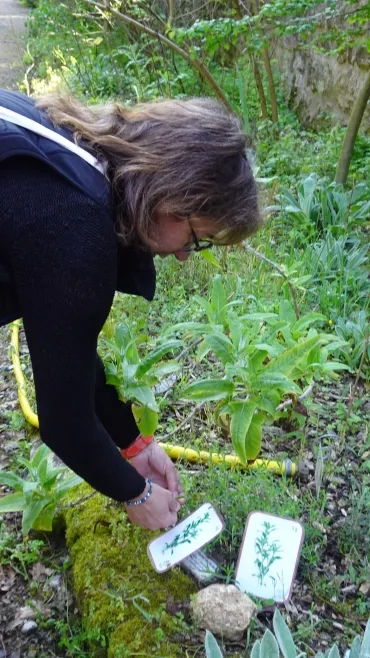 Une adulte touche une plante aromatique
