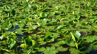 Une marre remplie de feuilles de nénuphars et de grenouilles