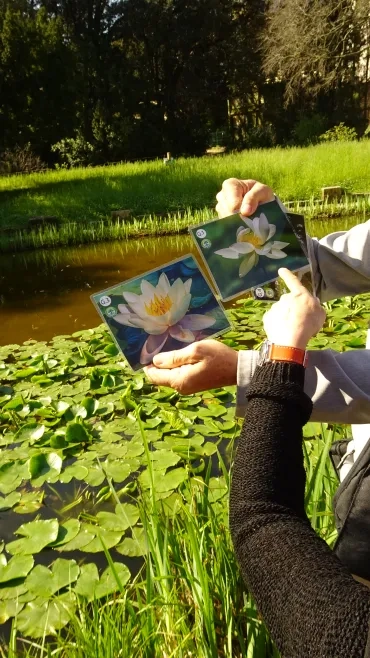 deux adultes devant une marre remplie de nénuphars regardent des images de nénuphar et de lotus