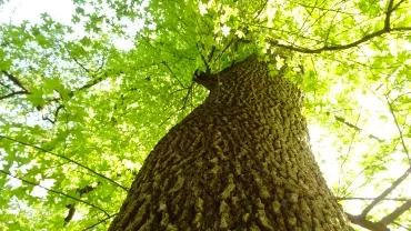 Un arbre vu de dessous