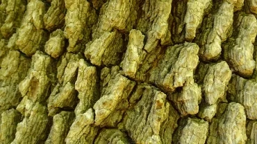 Une écorce d'arbre