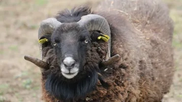 Gros pan sur la tête d'un bélier noir d'Ouessant