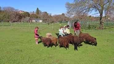 un troupeau de moutons noirs est devant un groupe d'enfant