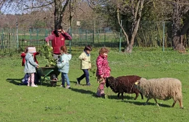 Des enfants et leur animateur donnent du lierre à des moutons