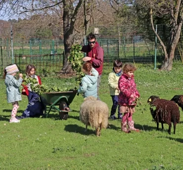 Des enfants et leur animateur donnent du lierre à des moutons