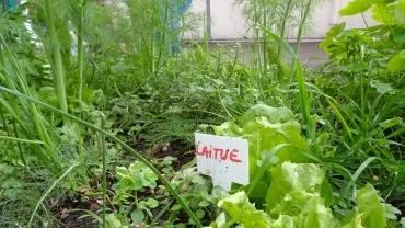gros plan sur des légumes verts dans potager