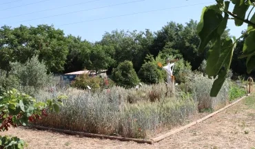 Plantation de céréales