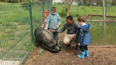 Pendant que le cochon mange les trois enfants et l’animateur lui fond des gratouilles sur le dos
