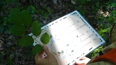 Une clé d'identification et une branche d'arbre