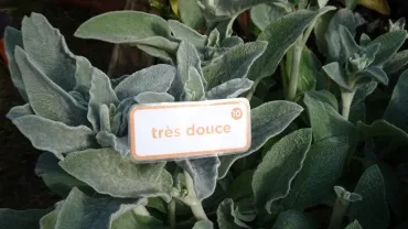 une épiaire de Byzance avec une étiquette "très douce"