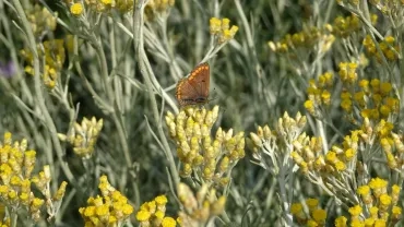 un papillon sur de l'immortelle