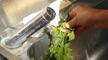 gros plan sur une main qui nettoie de la verveine au robinet