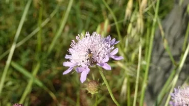 un insecte sur une fleur 