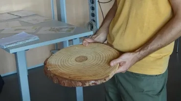 une tranche de tronc d'arbre