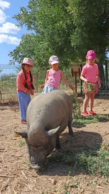 trois fillettes sont à côté d'un cochon