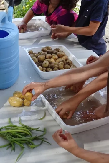 des enfants lavent des pommes de terre