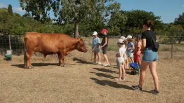 Une animatrice et six enfants nourrissent les bœufs en leurs donnant des brachage 