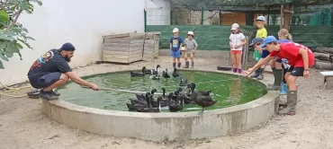 sont autour de la mare avec les canards à l'intérieur