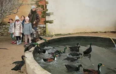 un groupe d'enfants et leur animatrice observent une dizaine de canards qui plongent dans leur mare