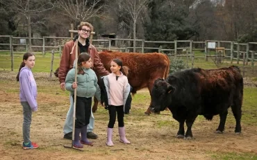 un groupe d'enfants et leur animateur sont entourés de deux boeufs