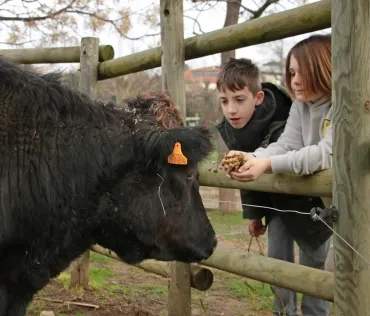 deux enfants donnent à manger à un boeuf derrière sa barrière