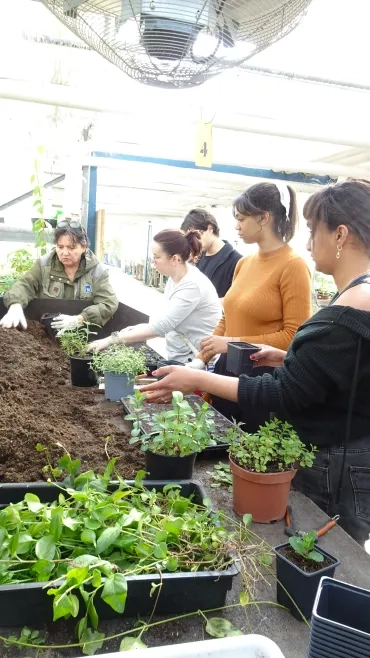 Les participants réalisent des boutures de plantes vivaces.