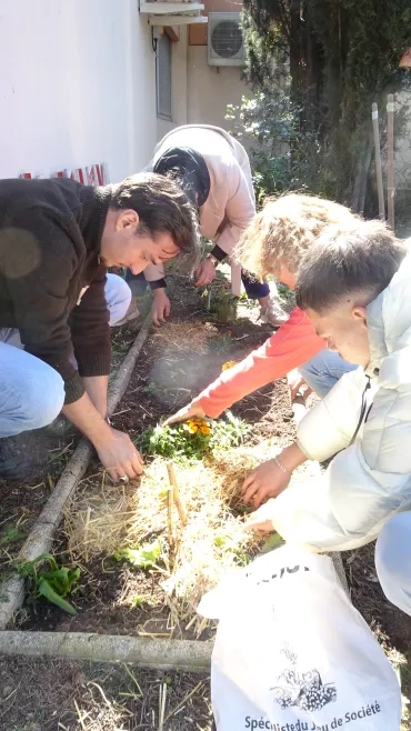 Les participants paillent les plants.
