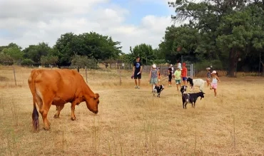 un groupe d'enfants et leur animateur sont dans un pré avec un boeuf et des chèvres