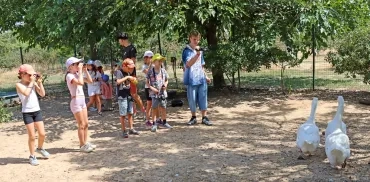 un groupe d'enfants et leur animateur filment et photographient des oies