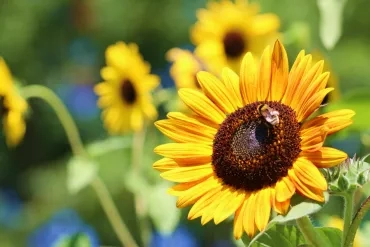 Vacances d'été - 15 au 19 juillet 2019
