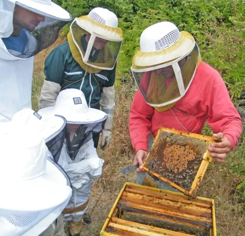 Un apiculteur montre un rayon d'une ruche ouverte à des enfants et leurs animateurs équipés de combinaisons d'apiculture
