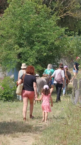 un groupe de dos se balade sur le domaine avec un âne