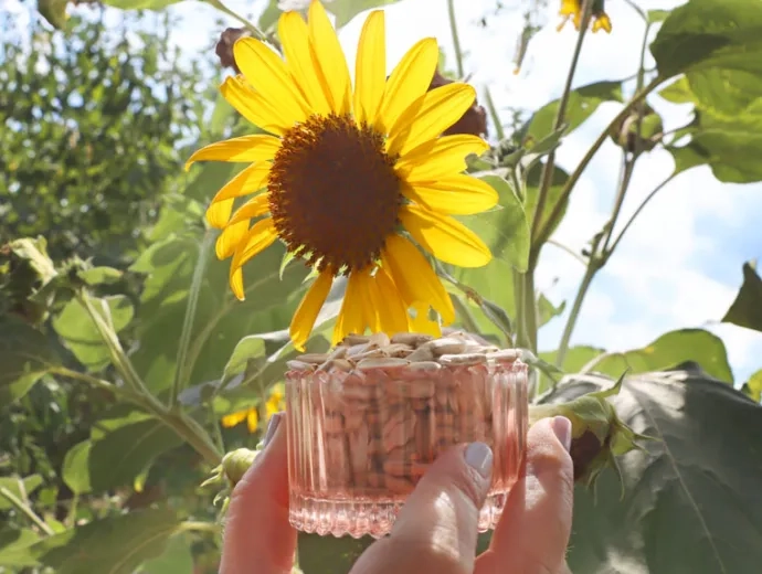 Un récipient rempli de graines de tournesol est tenu devant une fleur de tournesol