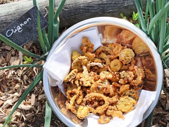 Des rondelles d'oignons dorées au four mises dans un récipient posé entre deux plants d'oignons