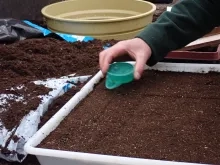 Un adulte sème des graines de fleurs annuelles sur une terrine
