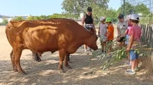 Un groupe d'enfants et leur animatrice donnent des branchages à un boeuf