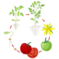 Cercle composé de flèches entrecoupées d'illustrations des différentes étapes du cycle de la tomate de la graine au fruit